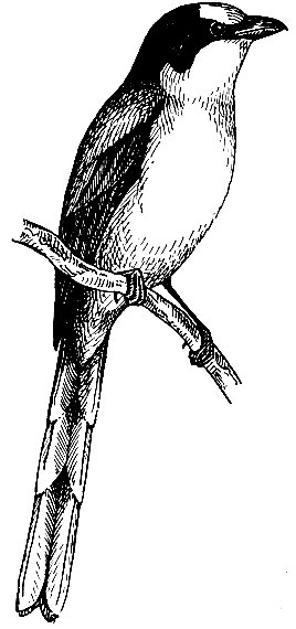 . 202.   Pericrocotus divaricatus Raffl