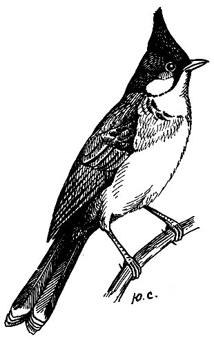 . 203.   Pycnonotus jocosus (G.)