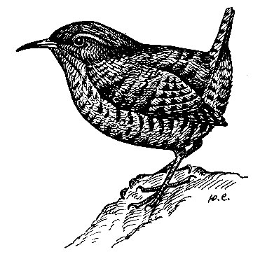 . 207.  Troglodytes troglodytes (L.)
