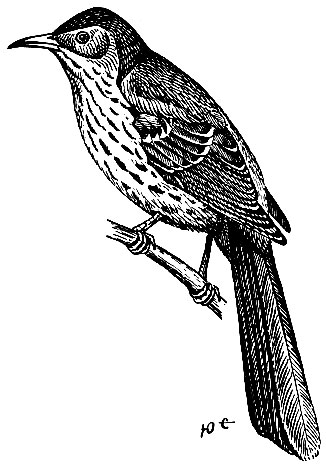 . 208.   Toxostoma rufum (.)
