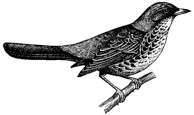 . 209.   Turdus pilaris L.