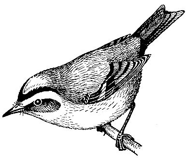 . 212.   Regulus ignicapillus (Temm.)