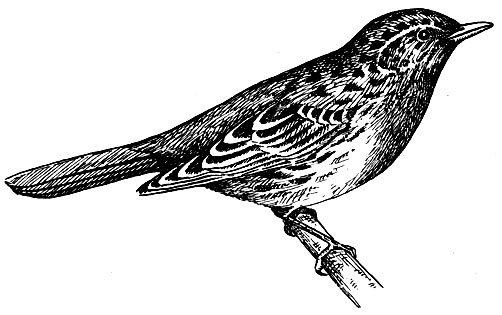 . 215.   Prunella modularis (L.)