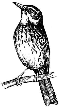. 216.   Anthus trivialis (L.)
