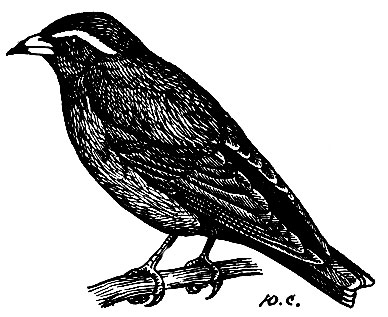 . 220.   Artamus superciliosuus (Gld.)