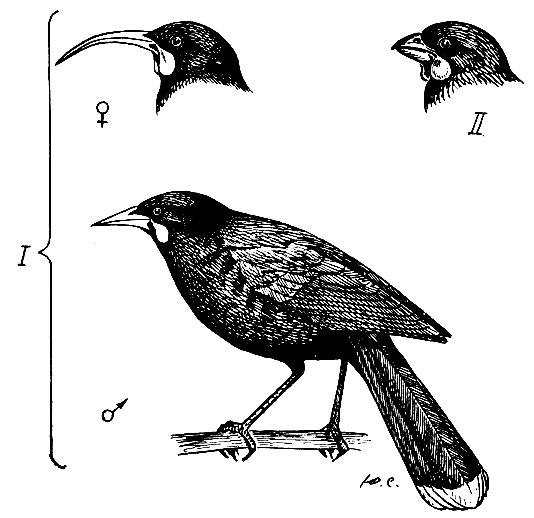 . 225.  : I -   Heteralocha acutirostris (Gld.)   ; II -   Callaeas cinerea Gm.
