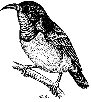 . 228.   Cinnyris sperata (Sp.)