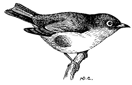 . 230.   Zosterops eruthropleura Swinh