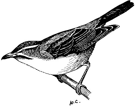 . 232.   Vireo altiloquus (V.)