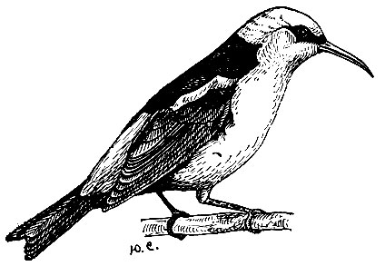 . 233.   Cynaerpes cyaneus (L.)