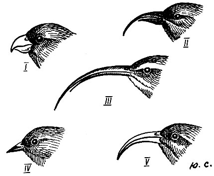 . 234.     : I - Psittirostra bailleui (Oust.); II - Hemignathus wilsoni (Rotsch.); III - H. procerus (Licht.); IV - Loxops coccinea (Gm.); V - Vestiaria coccinea (Forst.)