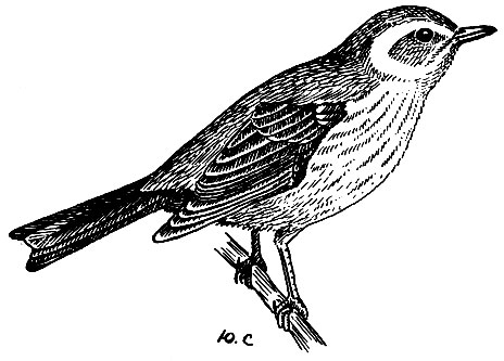 . 235.    Deridroica petechia (L.)