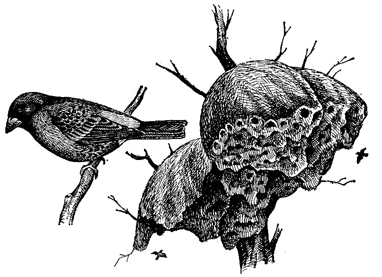 . 236.    Philetairus socius (Lath.);    ,     