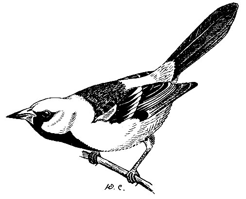 . 237.   Icterus gularis Wagl