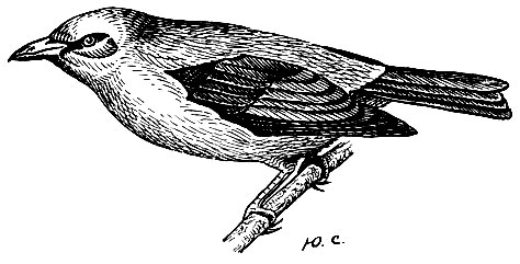 . 239.   Piranga olivacea (Gm.)