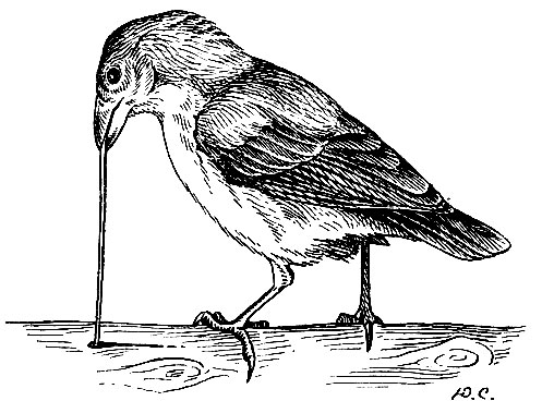 . 243.   Camarhynchus (Cactospiza) pallidus Scl.,     