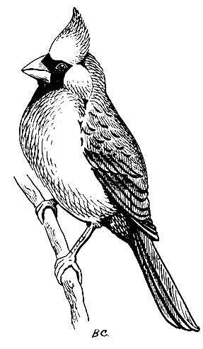 . 244.  Pyrrhuloxia cardinalis (L.)