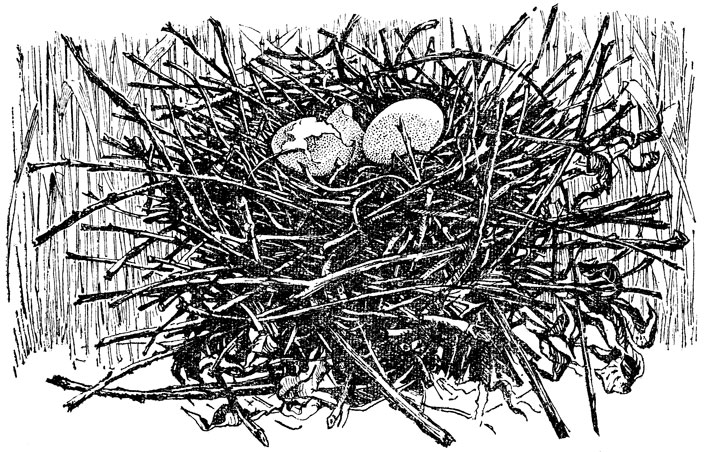 ���. 12. ������ ����� ����, ��� ������