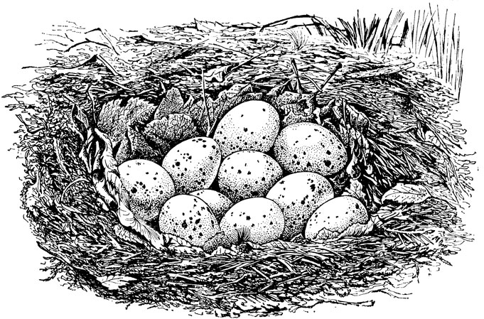 ���. 13. ������ �������