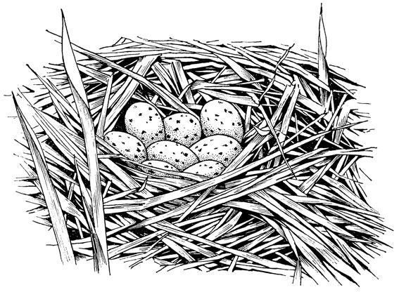 ���. 15. ������ ������