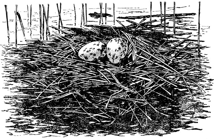 ���. 19. ������ ������ ������