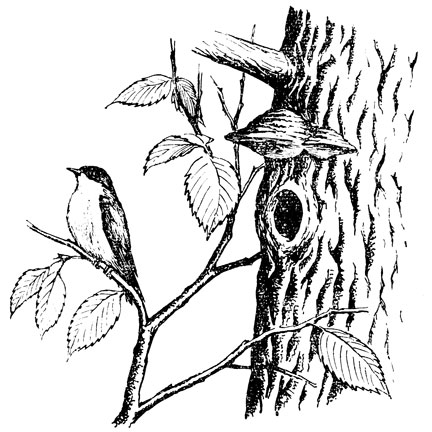 ���. 44. �����, ������� ����������-����������