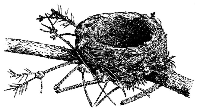 ���. 49. ������ ���������