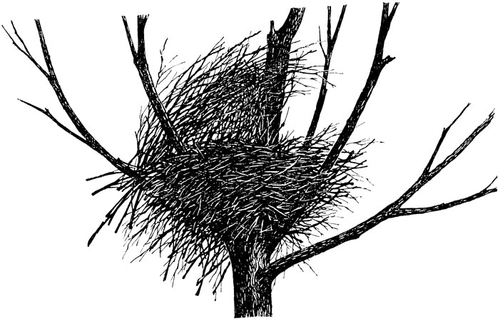 ���. 52. ������ ������