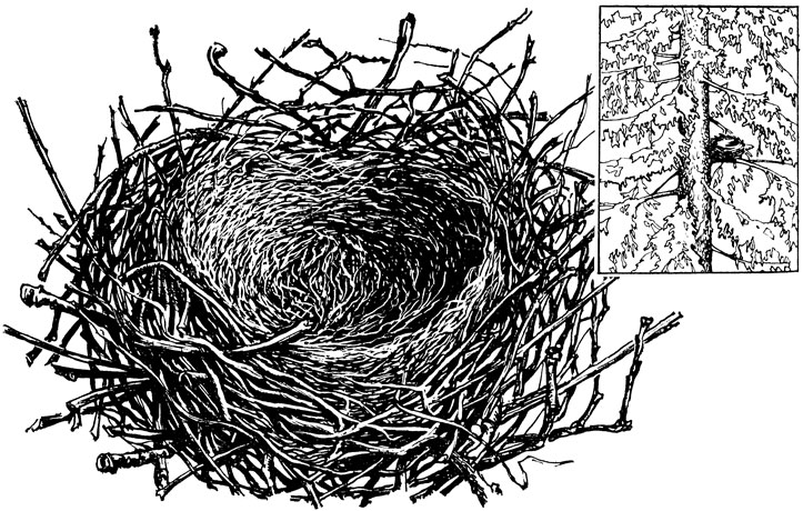 ���. 53. ������ �����