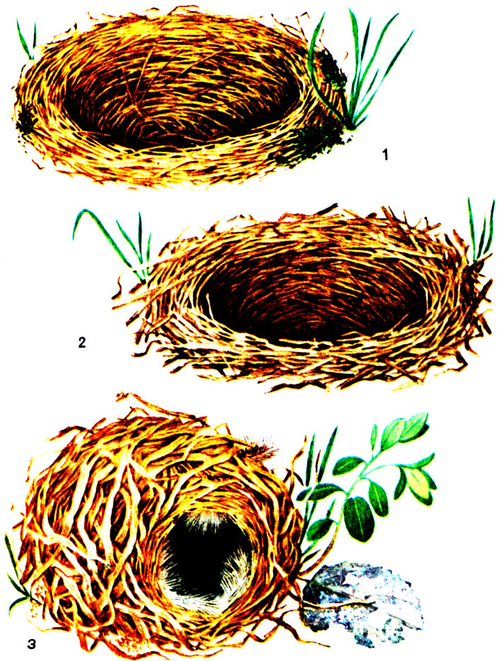 ������� I. ������ ����: 1 - ������� ������; 2 - ������������ �������; 3 - �������-��������