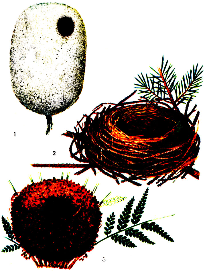 ������� II. ������ ����: 1 - ������������� ������; 2 - ���������-������; 3 - ����������