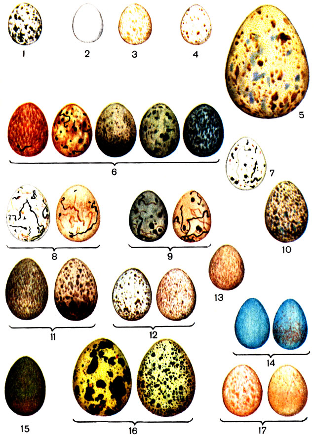 ������� V. ���� ����: 1 - �������-��������; 2 - ������� �������; 3 - �������-��������; 4 - �������-���������; 5 - ����������; 6 - ������� ������; 7 - ������� �������; 8 - ������������ �������; 9 - ��������� �������; 10 - ��������� ���������; 11 - �������� ���������; 12 - ����� ����������; 13 - ������ ����������; 14 - �������� ������; 15 - ������������� �������; 16 - ��������; 17 - �������