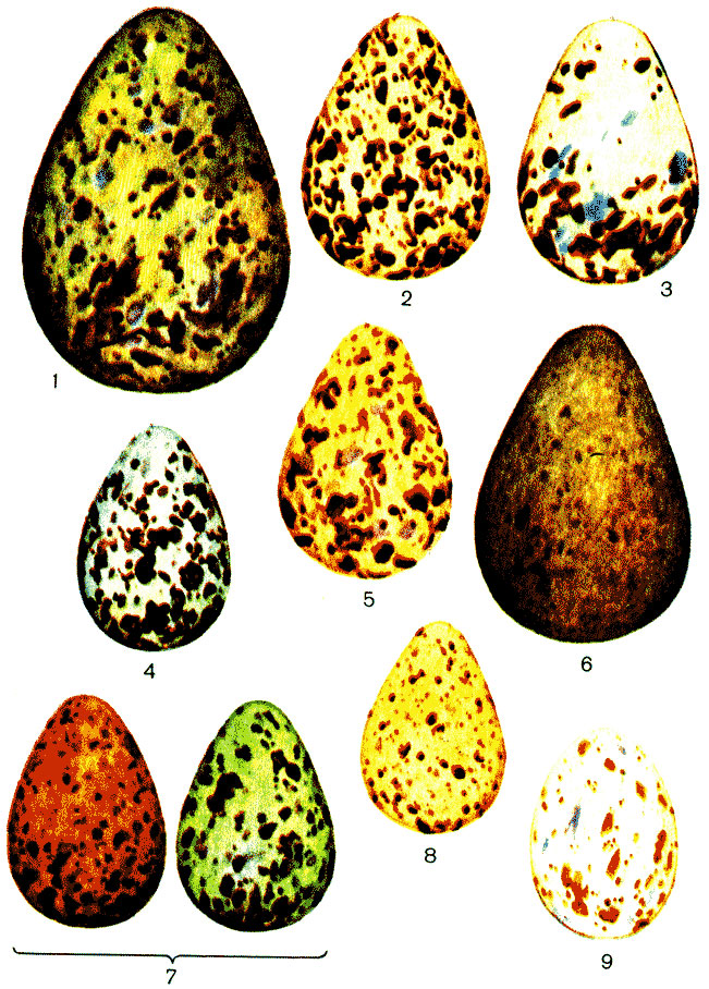 ������� VI. ���� ����: 1 - �������� ���������; 2 - ������; 3 - ������; 4 - ����; 5 - ��������; 6 - �������� �����������; 7 - ������; 8 - �����������; 9 - ��������