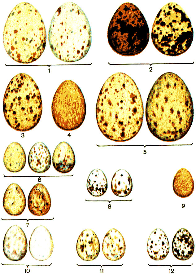 ������� VII. ���� ����: 1 - ���������; 2 - ������ ������; 3 - ��������; 4 - ������ ��������; 5 - ���������; 6 - ����� ������; 7 - ������������ ������; 8 - ������-���������; 9 - ���������-��������; 10 - ���������� ������; 11 - ������� ������; 12 - ��������, ��� �������������, ���������