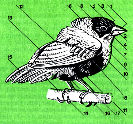 . 1.      : 1 - ; 2 - ; 3 - ; 4 - ; 5 - ; 6 - ; 7 - ; 8 -  ; 9 - ; 10 - ; 11 - ; 12 - ; 13 -    (); 14 -    (); 15 - ; 16 - ; 17 -  (); 18 -  
