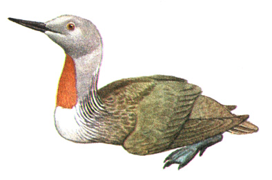 1.   - Gavia stellata