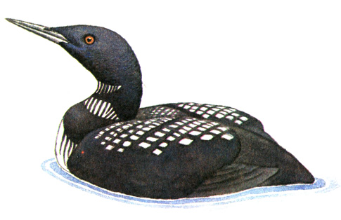 2.   - Gavia adamsi