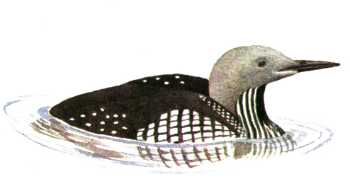 3.   - Gavia arctica