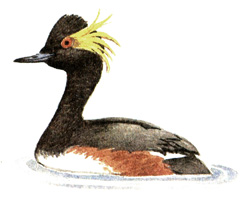 4.   - Podiceps nigricollis