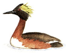 5.   - Podiceps auritus
