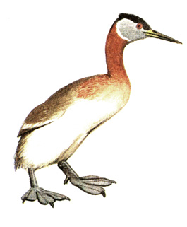 6.   - Podiceps grisegena