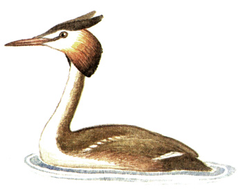 7.  - Podiceps cristatus