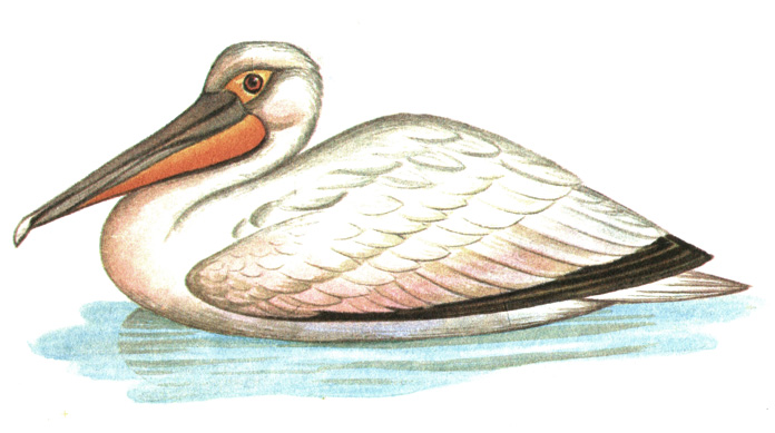 8.   - Pelecanus onocrotalus