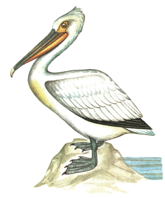9.   - Pelecanus crispus