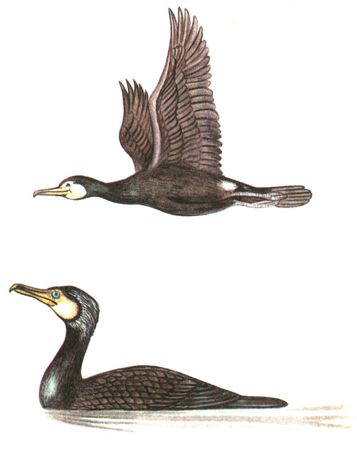 10.   - Phalacrocorax carbo