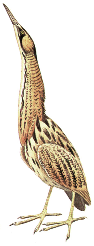 13.  - Botaurus stellaris