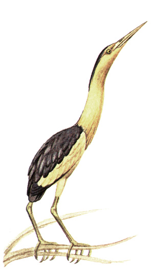 14.  - Ixobrychus minutus