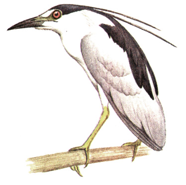 15.  - Nycticorax nycticorax