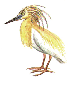 16.   - Ardeola ralloides