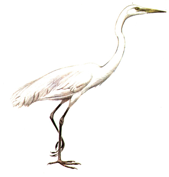 17.    - Egretta alba